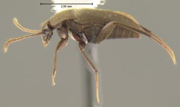 Media type: image;   Entomology 31653 Aspect: habitus lateral view